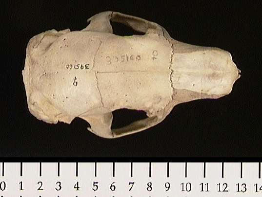 Deuterostomia