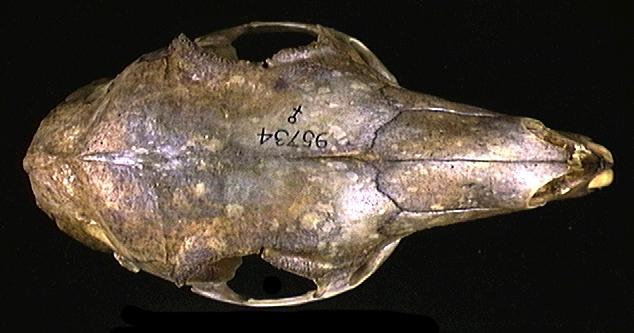 Vertebrata