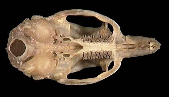 Deuterostomia