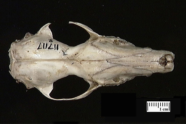 Craniata