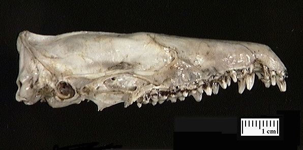 Craniata