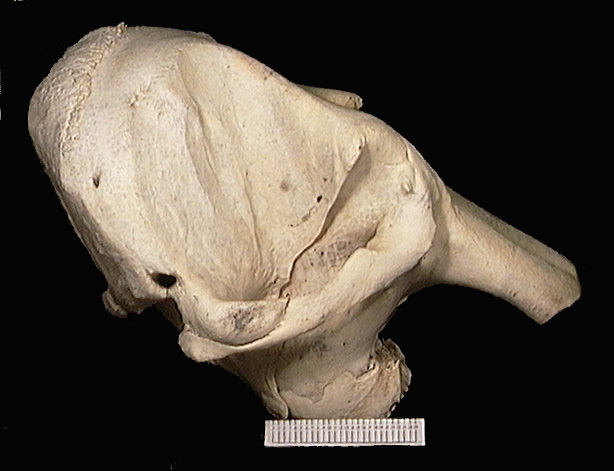 Elephantidae