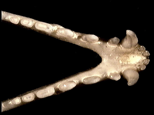 Vertebrata