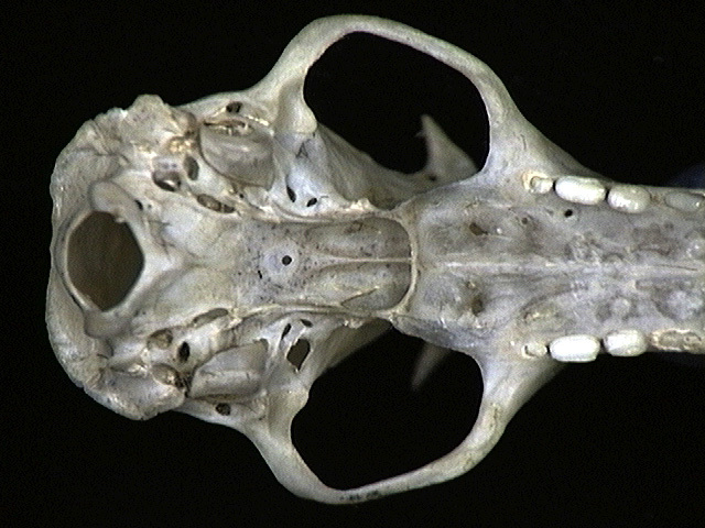 Eumetazoa