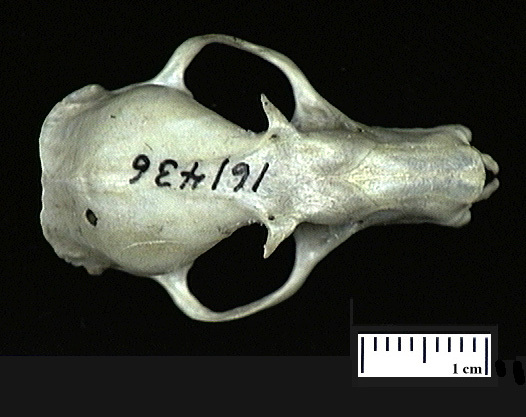 Craniata