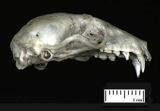 Eumetazoa