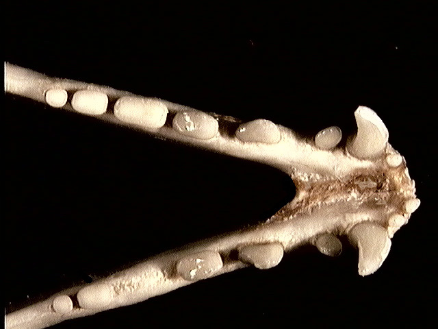 Craniata