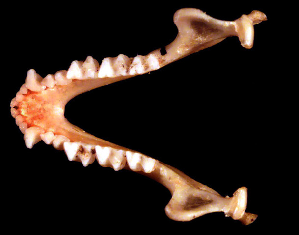 Deuterostomia