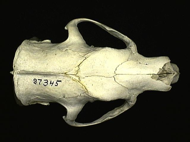 Deuterostomia