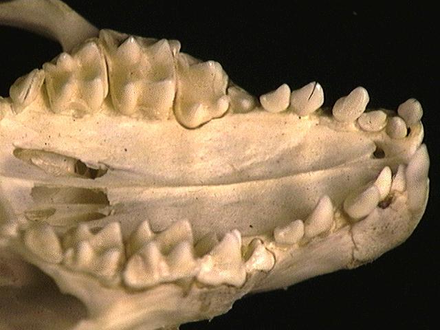 Vertebrata