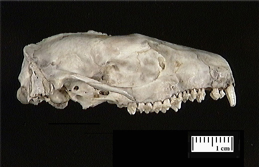 Craniata