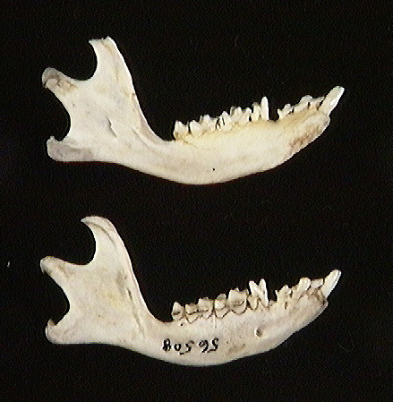 view_lower_jaw