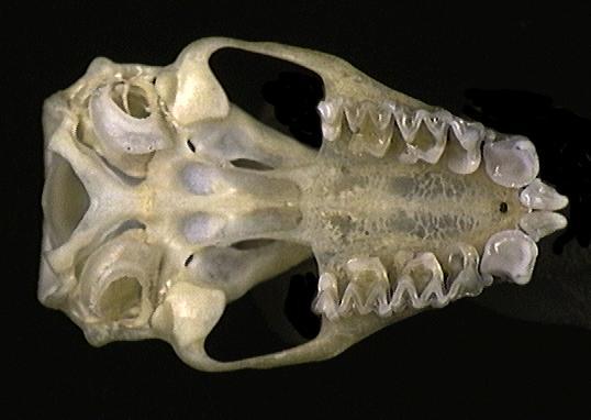 Vertebrata