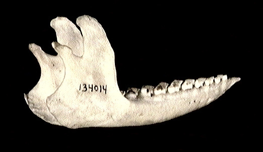 Craniata