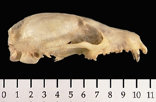 Fossa fossana