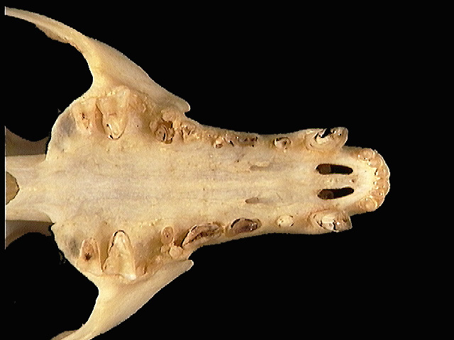 Eupleridae