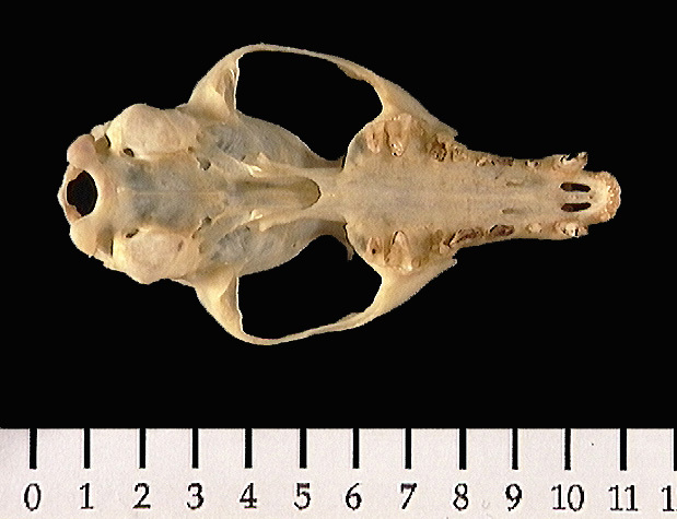 umnh574898.ventral