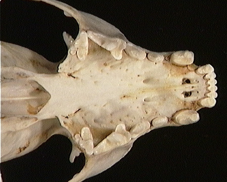 Craniata