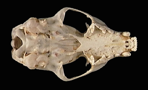 Eumetazoa