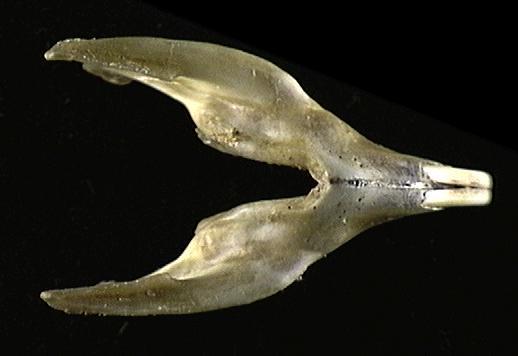 Hystricomorpha