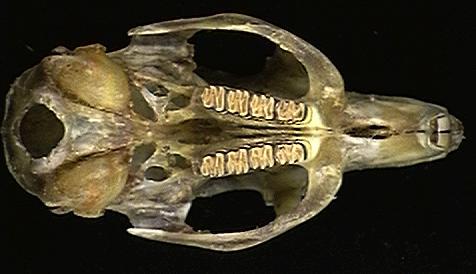 Euteleostomi