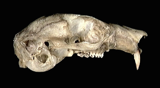 Craniata