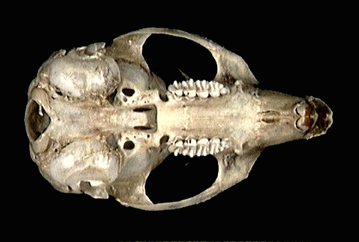 Craniata