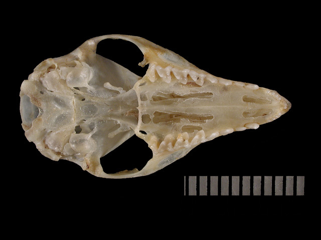 Craniata