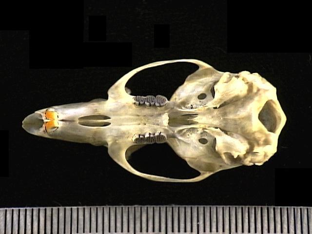 Craniata