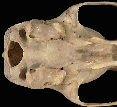 Deuterostomia