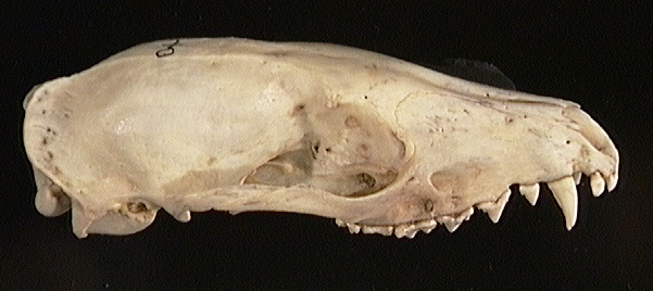 Vertebrata