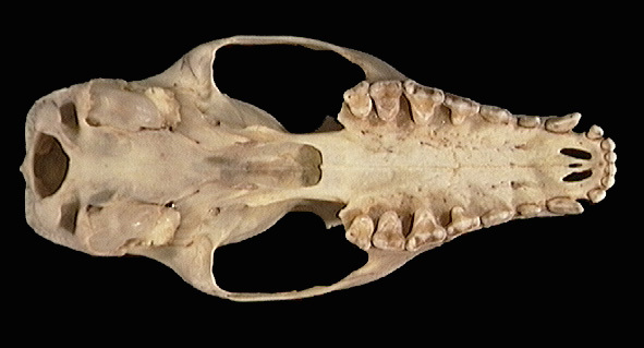 Craniata