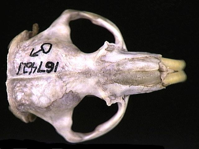 Craniata