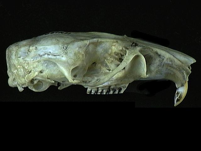 Craniata