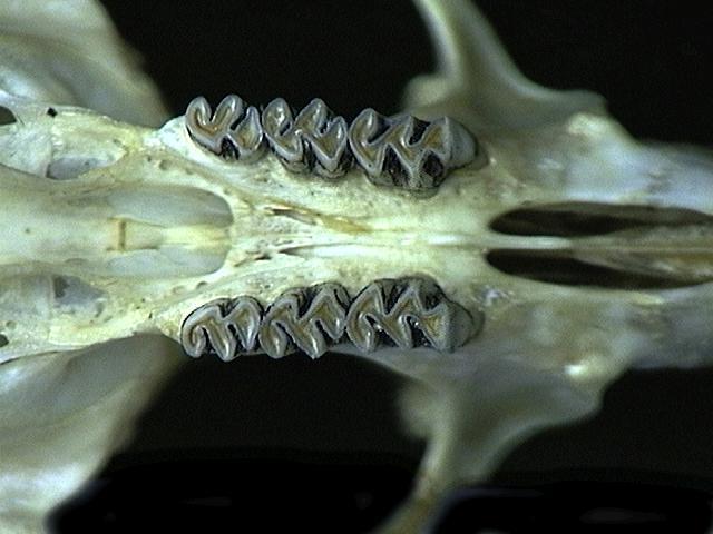 Craniata