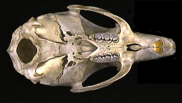 Craniata