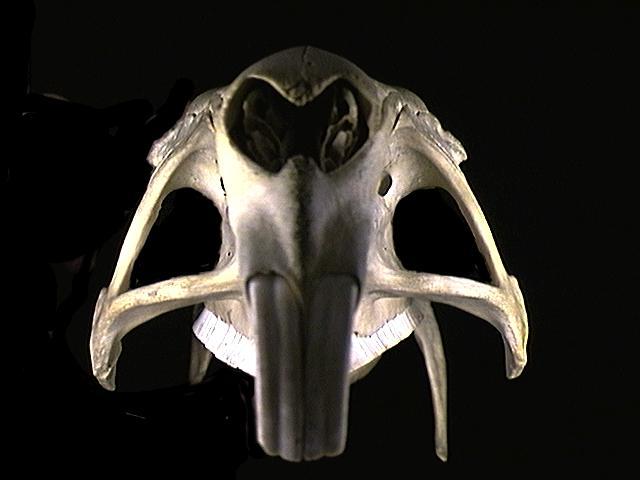 Craniata