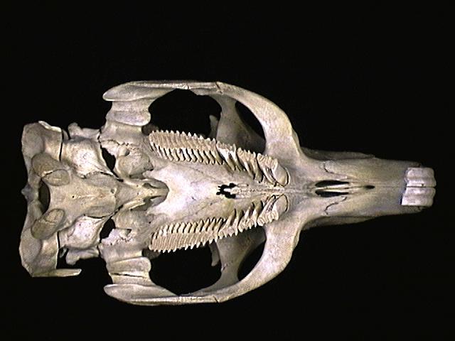 Vertebrata