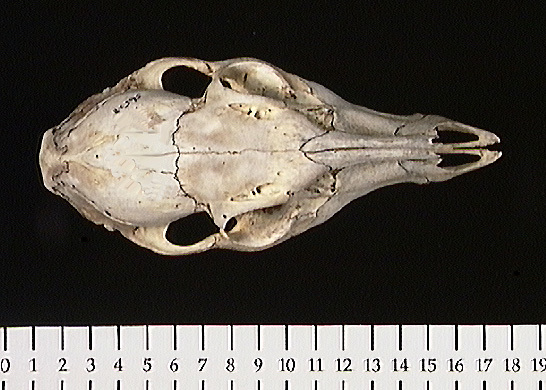 Craniata