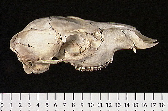 Deuterostomia