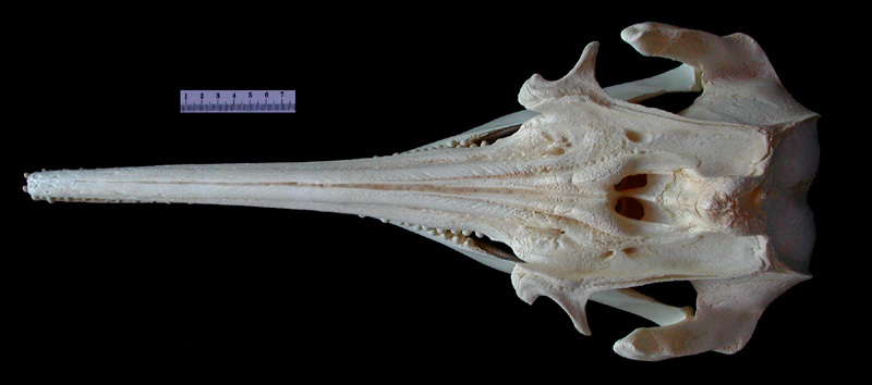 Euteleostomi