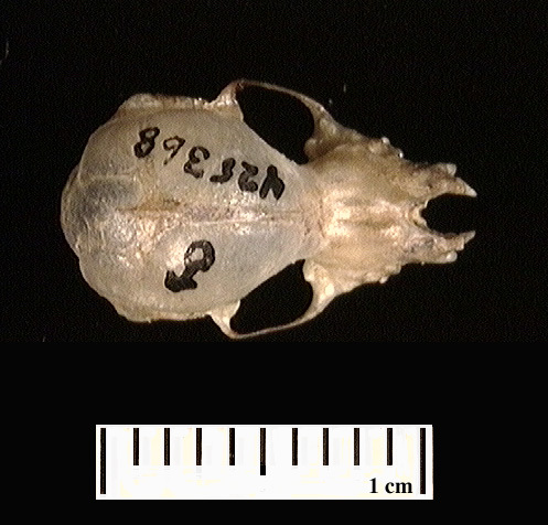 umnh425368.dorsal