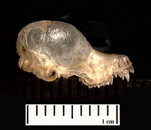 umnh425368.lateral