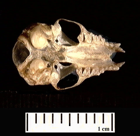 Craniata