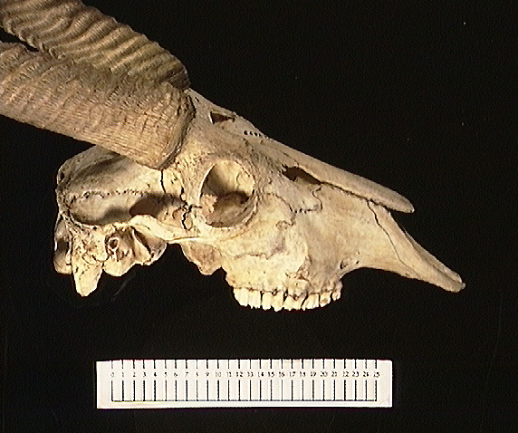 Vertebrata