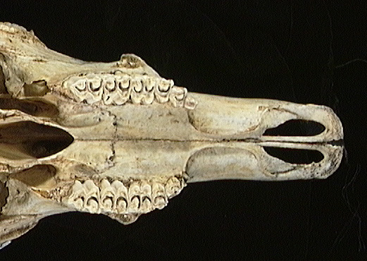 Deuterostomia