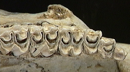 Vertebrata