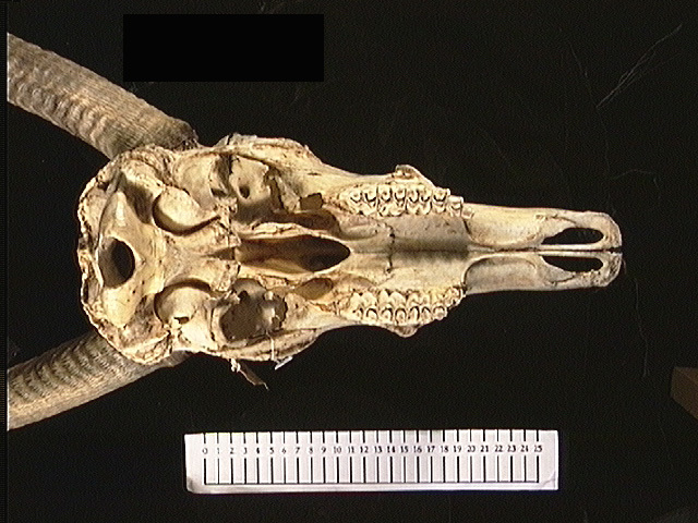 Craniata