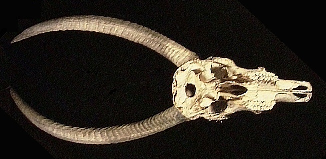 Tetrapoda