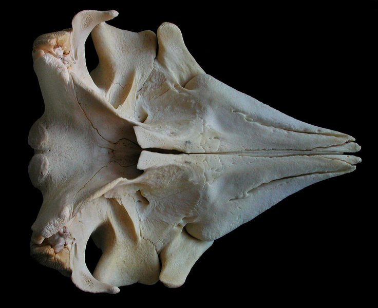 Eumetazoa